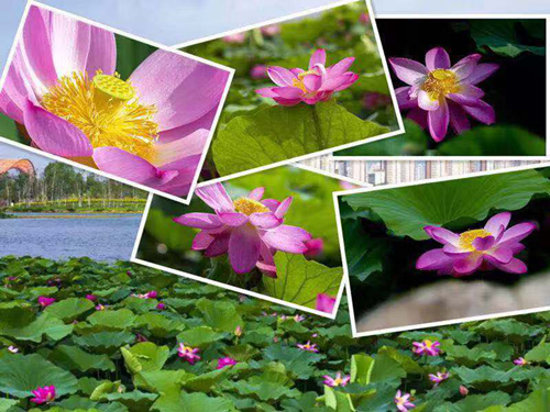 太阳成集团61999(中国)有限公司官网